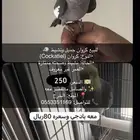 ببغاء كروان ومعه بادجي كلهن سليمات للتواصل
