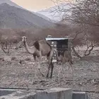 خلفه تحتها قعود