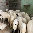 بهم تربية حري