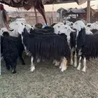 مراح نجد صنف وشبب