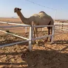 بكره شقحاء لقيه