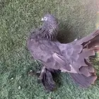 حمام رقاص هندي فاخر احجام طيبه
