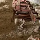 مشط حراثه - 14 سن