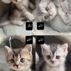 قطط للبيع نوع سكوتش