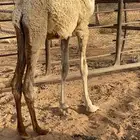 بكره للبيع