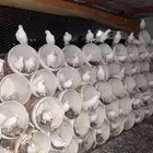 حمام فرنسي