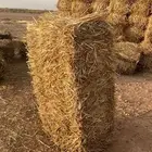 تبن قمح للبيع