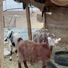 معزا مقنوي طيبه الحد 800