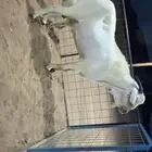الحرزات شرق محطة الخير