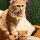 بيع قطه شيرازي أنثى ب350 ريال يوجد لديها اغراض شامله