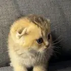 كيتن سكوتش فيلد للبيع