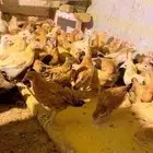 دجاج بلدي فواتح للبيع