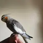 parrot