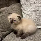 قط سكوتش فولد