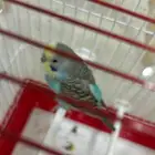 عصفور أنثى البادجي