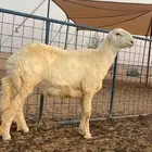 فحل حري صنف الصنف