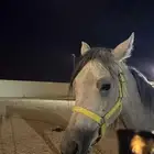 حصان مهر