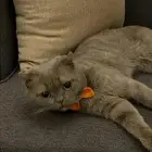 قطط