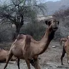 ابل عوادي وسواحل