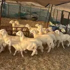 طليان ورخال