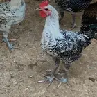 للبيع ديوك طيبات شرط العدد 28
