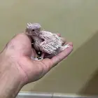 فرخ كروان البينو تم البيع