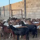 معزاا كفو العدد 52 بفحولها 3