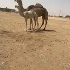 ناقه خلفه طيبه تحتها بكره مزيونه والناقه منتج