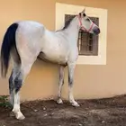 فرس ومهره