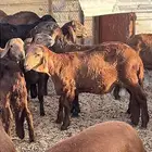 طليان ذبايح