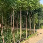 اشجار بسماكات ومقاسات حسب الطلب