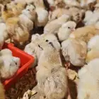 صيصان بلدي
