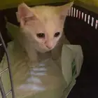 قط للتبني