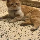 قطط للتبني