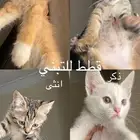 قطط للتبني
