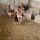 دجاج
