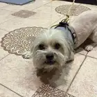 كلب مالتيز