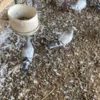حمام زاجل ايس جامبو
