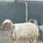 غنم