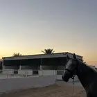 فرس شعبيه شيخه