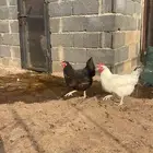 دجاجات تركي