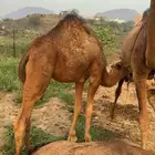 قعود لباني