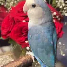 ببغاء روز أليف   لون تركواز