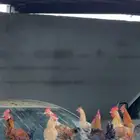دجاج بلدي