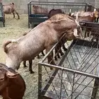 التيوس الكفو