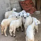بهم. تربيه حري