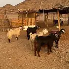 معزا للبيع الموقع العيص