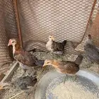 دجاج عربي