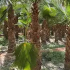 نخل واشنطن زينة أمريكي   انجيلة ثيل فرنسي وC2000