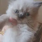 راغدول للبيع بالرياض